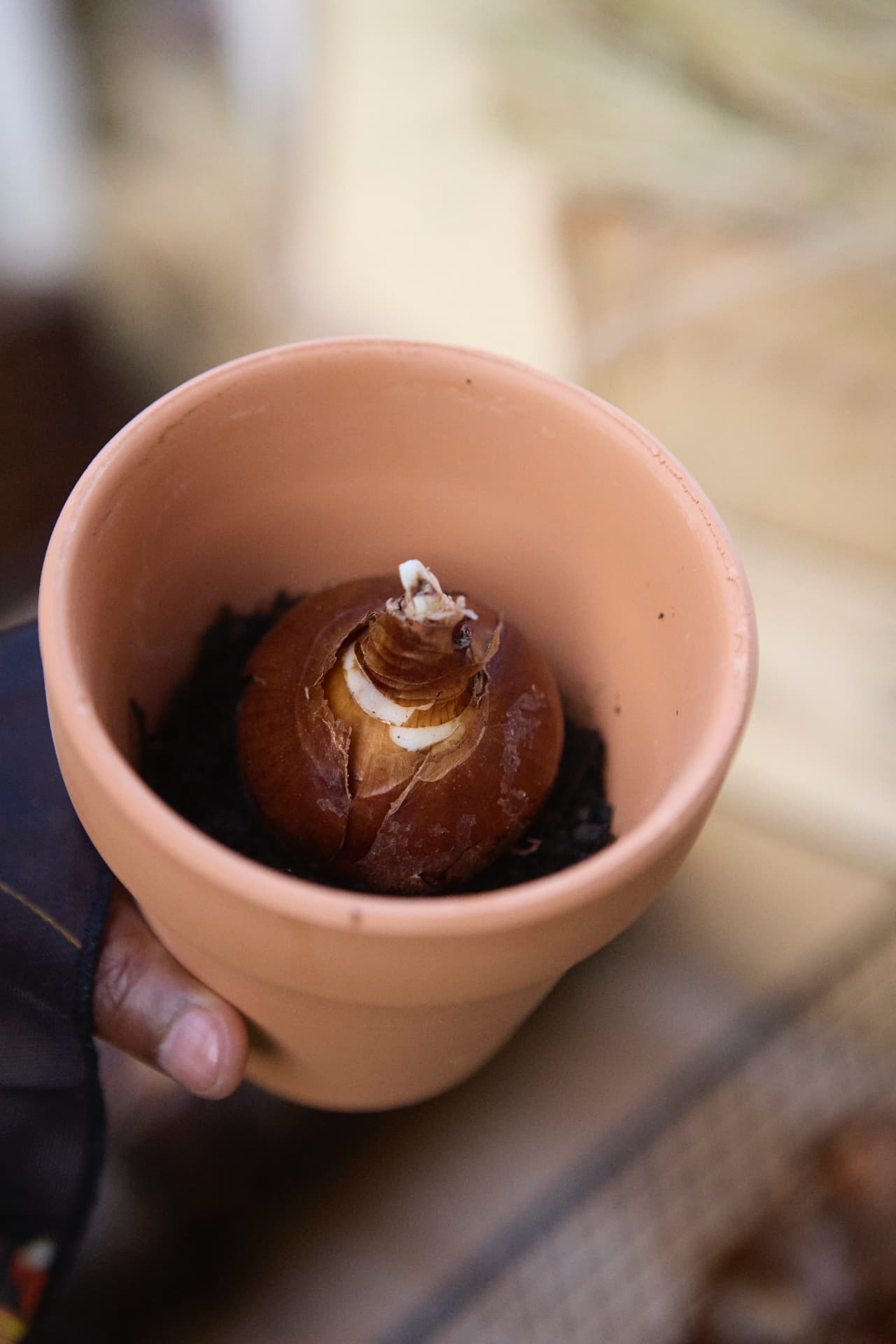 A bulb ready to grow