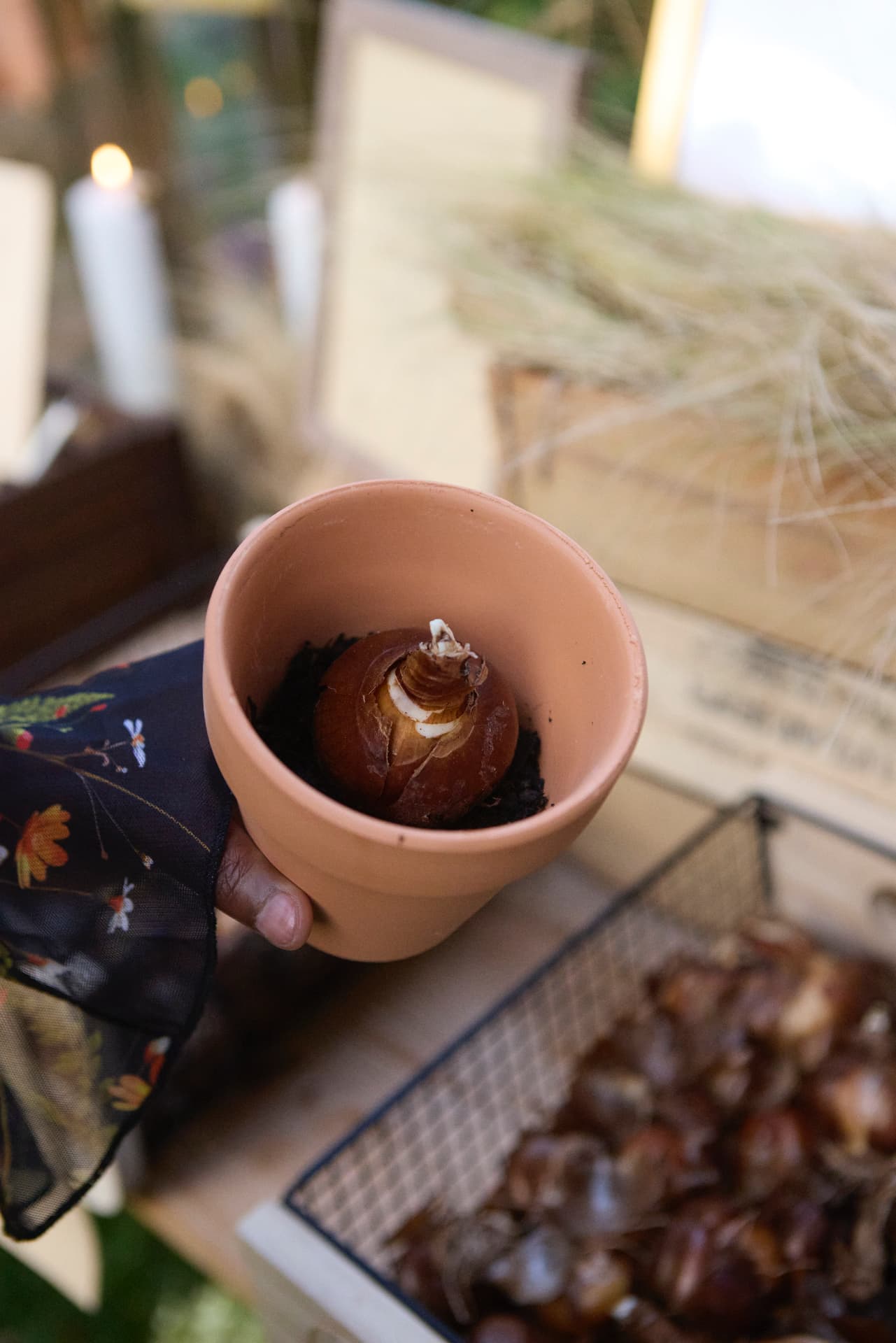 A bulb potted at the Bulb Bar